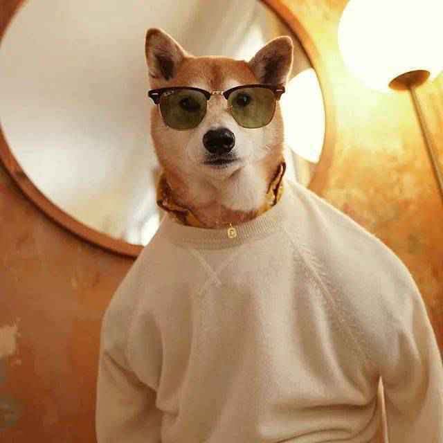 美国4岁柴犬月入10万，因长得帅代言adidas：真人间钻石王老五！