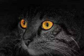 猫的眼睛夜里会像夜明珠一样发光，是有荧光物质吗？人眼为啥不会
