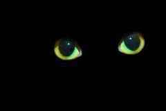 猫的眼睛夜里会像夜明珠一样发光，是有荧光物质吗？人眼为啥不会