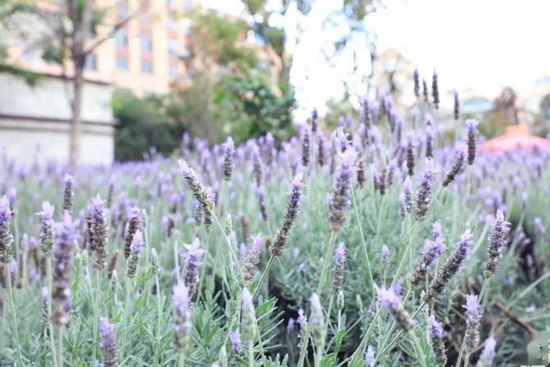 这个藏在联盟路上的法式公园，你一定没去过