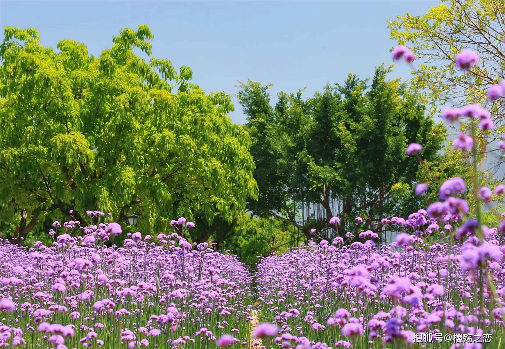 福州以“花海”为名的公园，拥有超大型花海，一年四季都能赏花