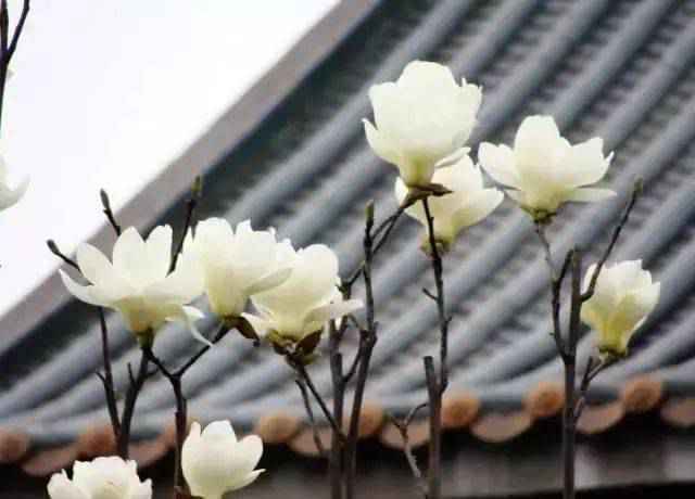 中式园林造景的经典植物！