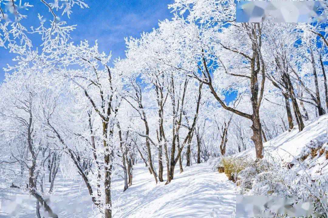 无滑雪不冬天！伏牛山滑雪度假乐园掀起中原滑雪运动热潮！