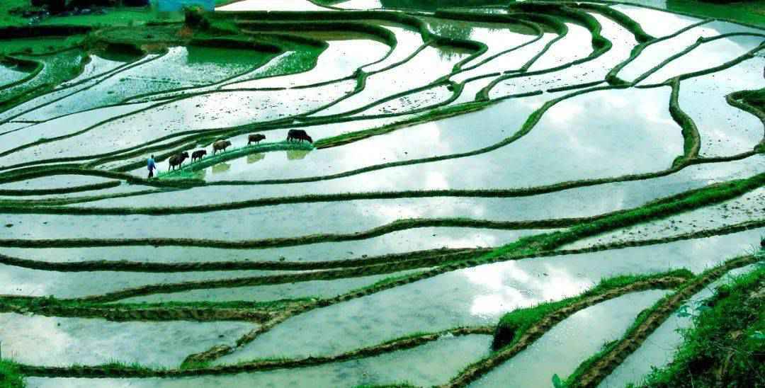 丽水的“世外桃源”找到了！原生态净土畅快吸氧，《国家地理》都为它们打CALL！
