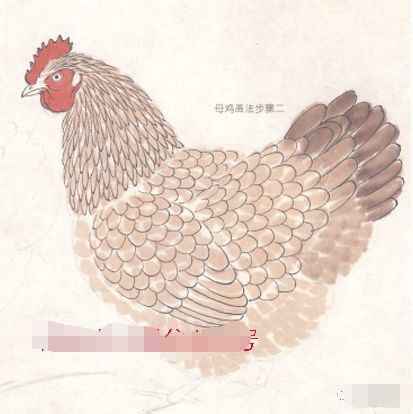 鸡的工笔画法, 鸡的工笔技法教程详解