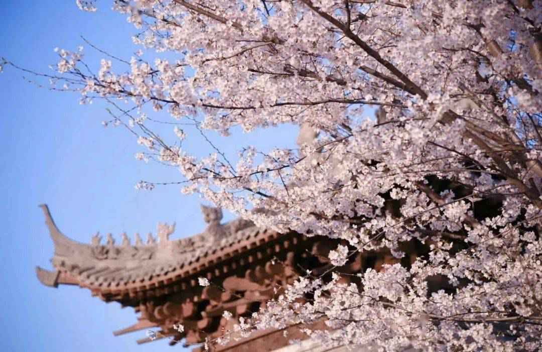 【“魏”资讯】喜讯！鄢陵唐韵生态旅游区荣膺国家4A级旅游景区