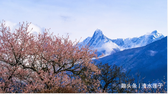 2020年西藏游：雅鲁藏布江，嘎朗湖，岗云杉林，草湖