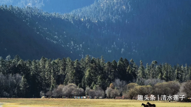 2020年西藏游：雅鲁藏布江，嘎朗湖，岗云杉林，草湖