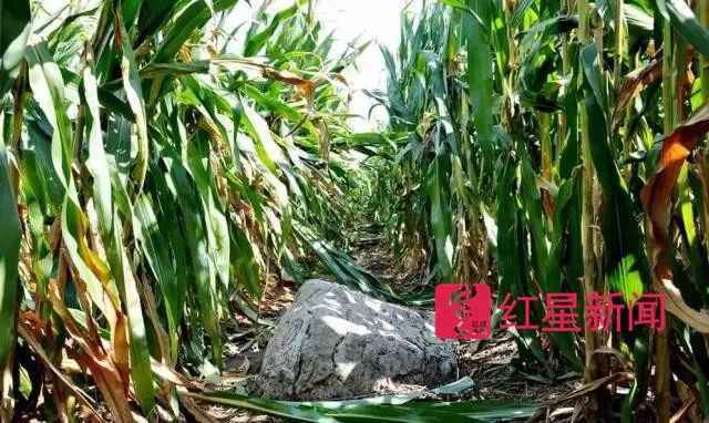 “全国最小山”火了：腿长一步跨过 村里想变景