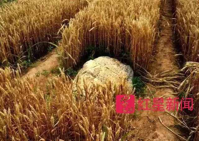 “全国最小山”火了：腿长一步跨过 村里想变景