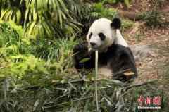 旅加大熊猫“大毛”“二顺”提前返回中国