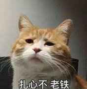初夏邂逅 来《姬魔恋战纪》约会各路女神