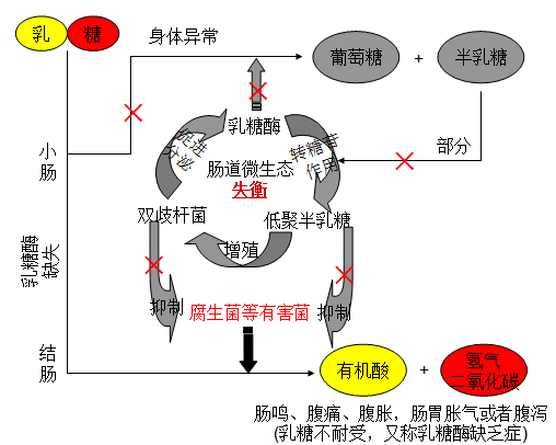倡导母乳喂养丨贝斯凯乳糖酶+Bb-12：拉近乳糖不耐受宝宝与母乳的距离